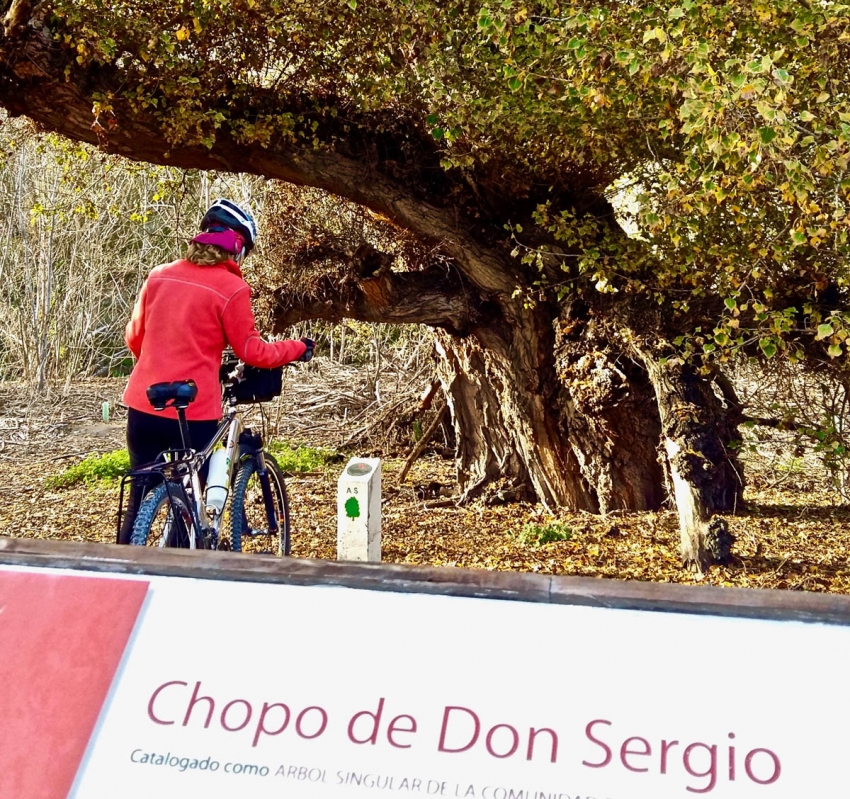 Árboles singulares de Madrid en bici